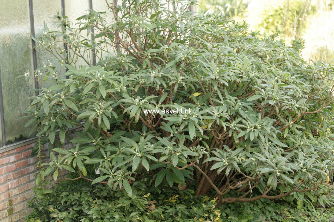 Edgeworthia chrysantha