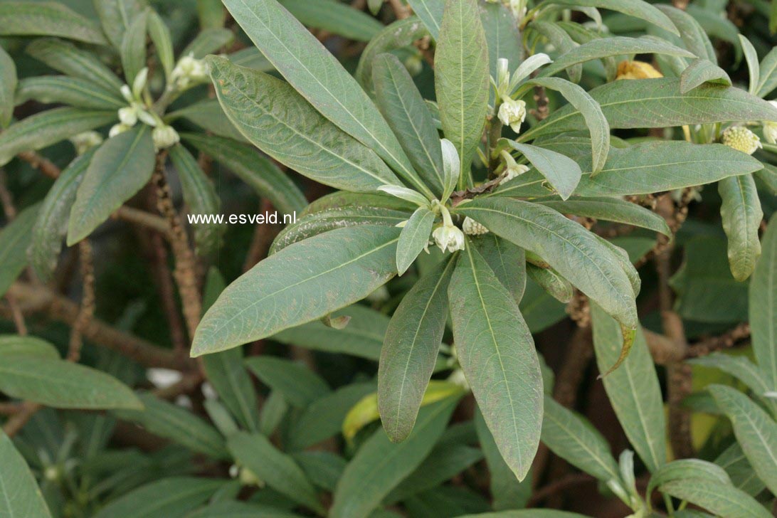 Edgeworthia chrysantha