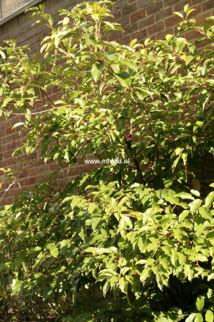 Itea yunnanensis