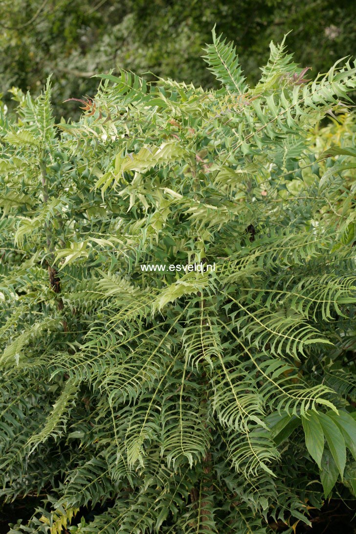 Mahonia lomariifolia