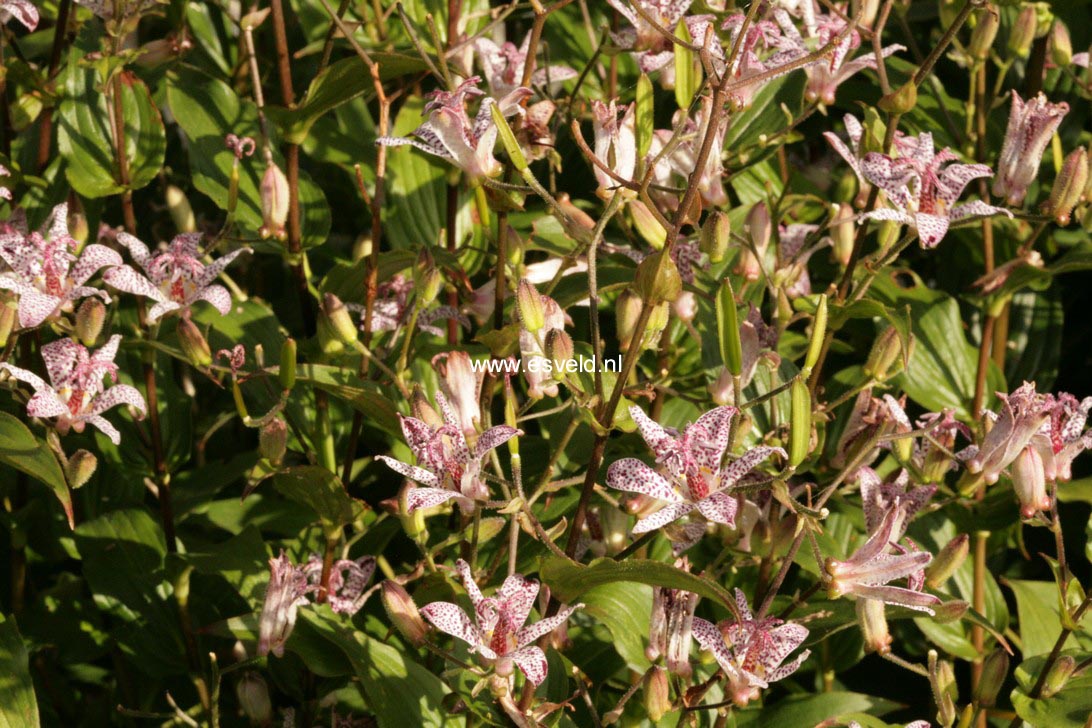 Tricyrtis formosana