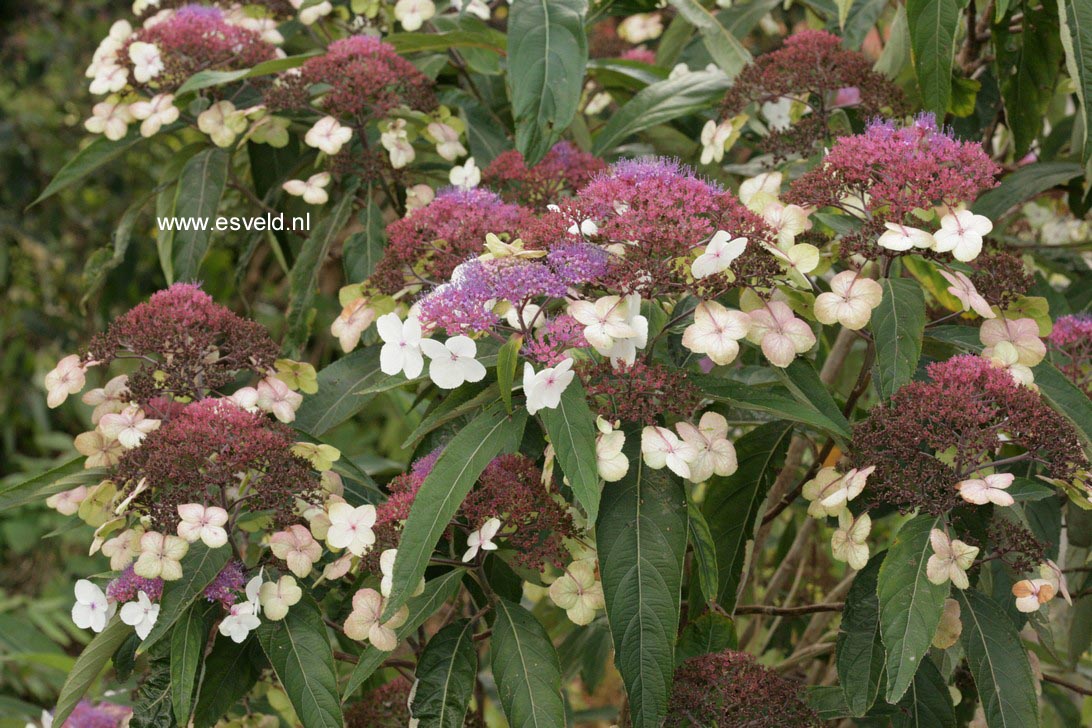 Hydrangea aspera strigosa