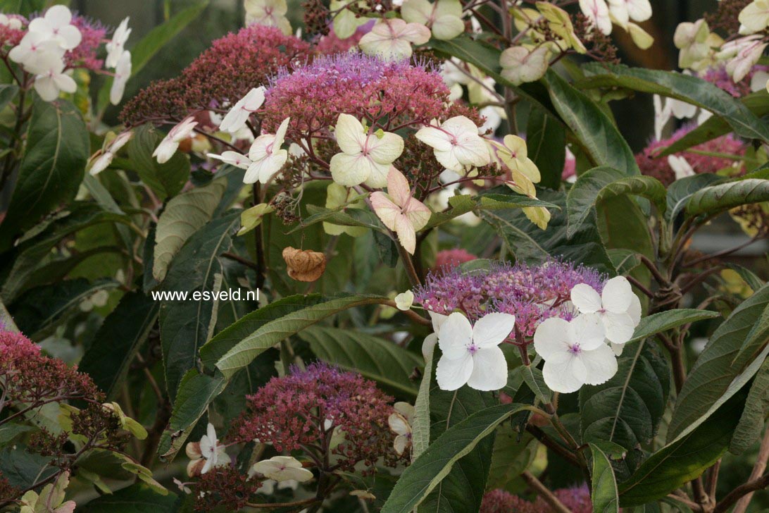 Hydrangea aspera strigosa