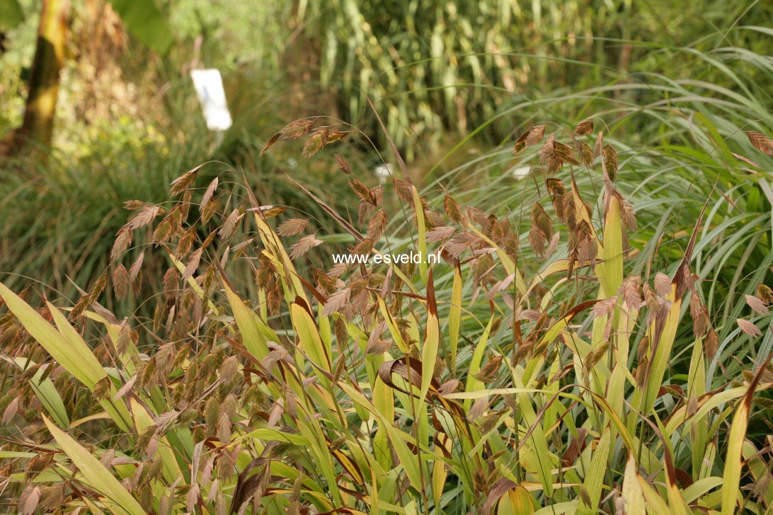 Chasmanthium latifolium
