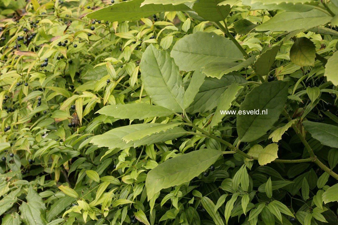Aucuba omeiensis