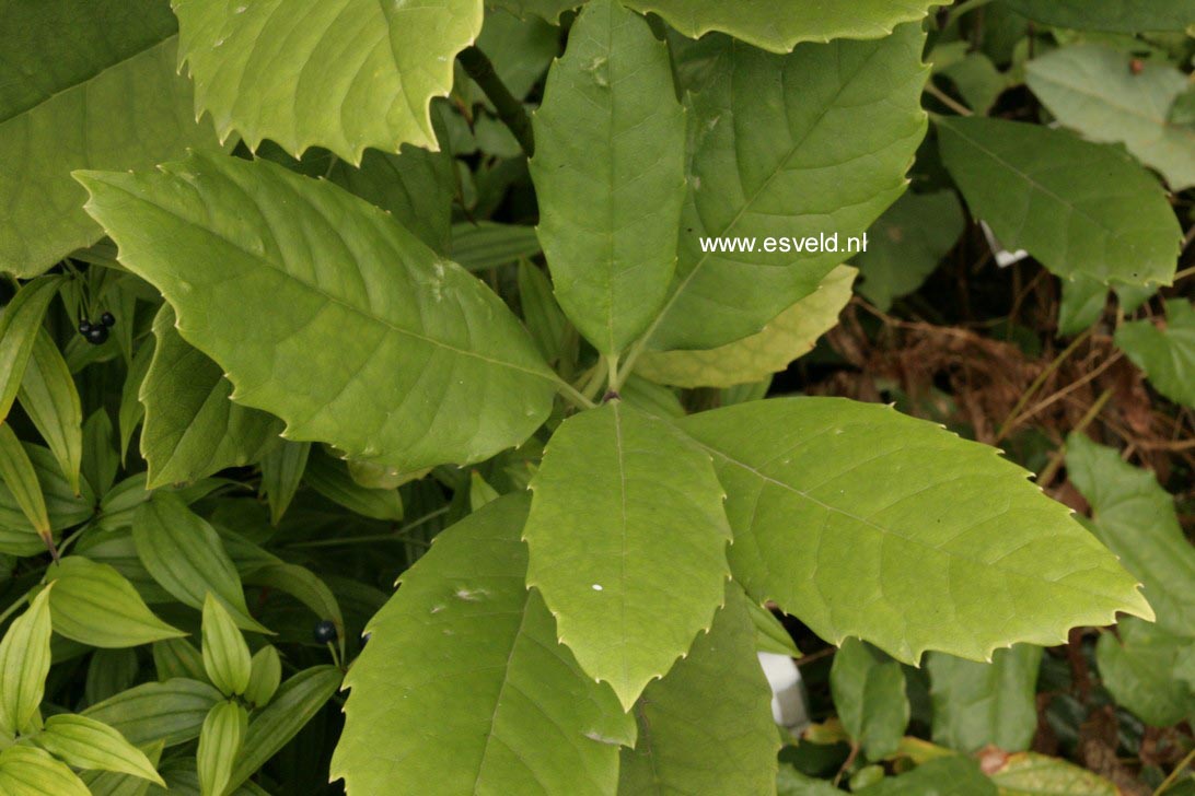 Aucuba omeiensis