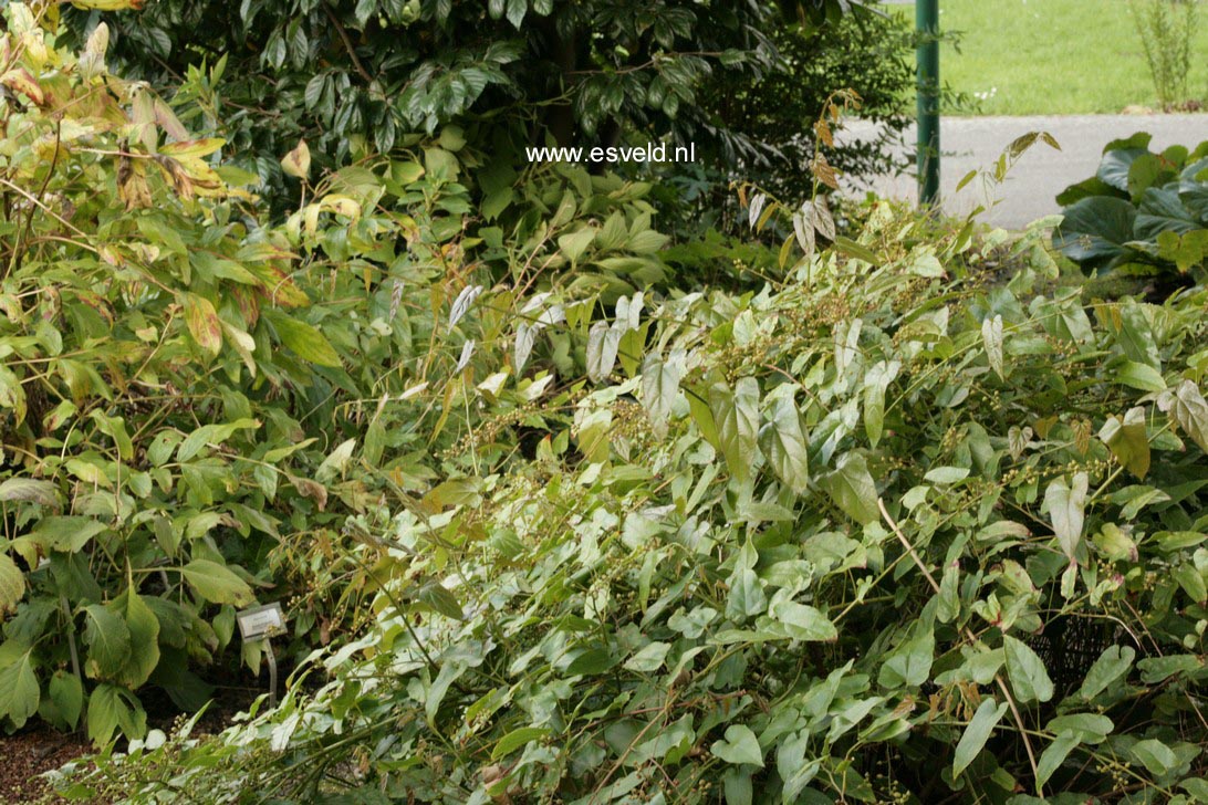 Rubus ichangensis