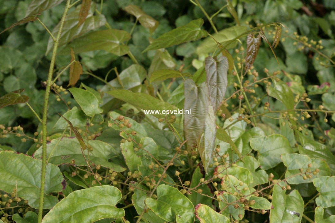 Rubus ichangensis