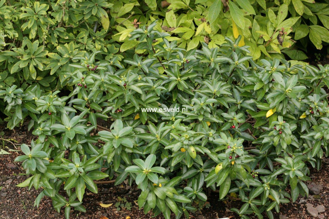 Daphne pontica