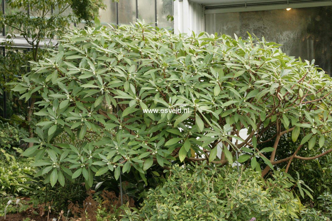 Edgeworthia chrysantha