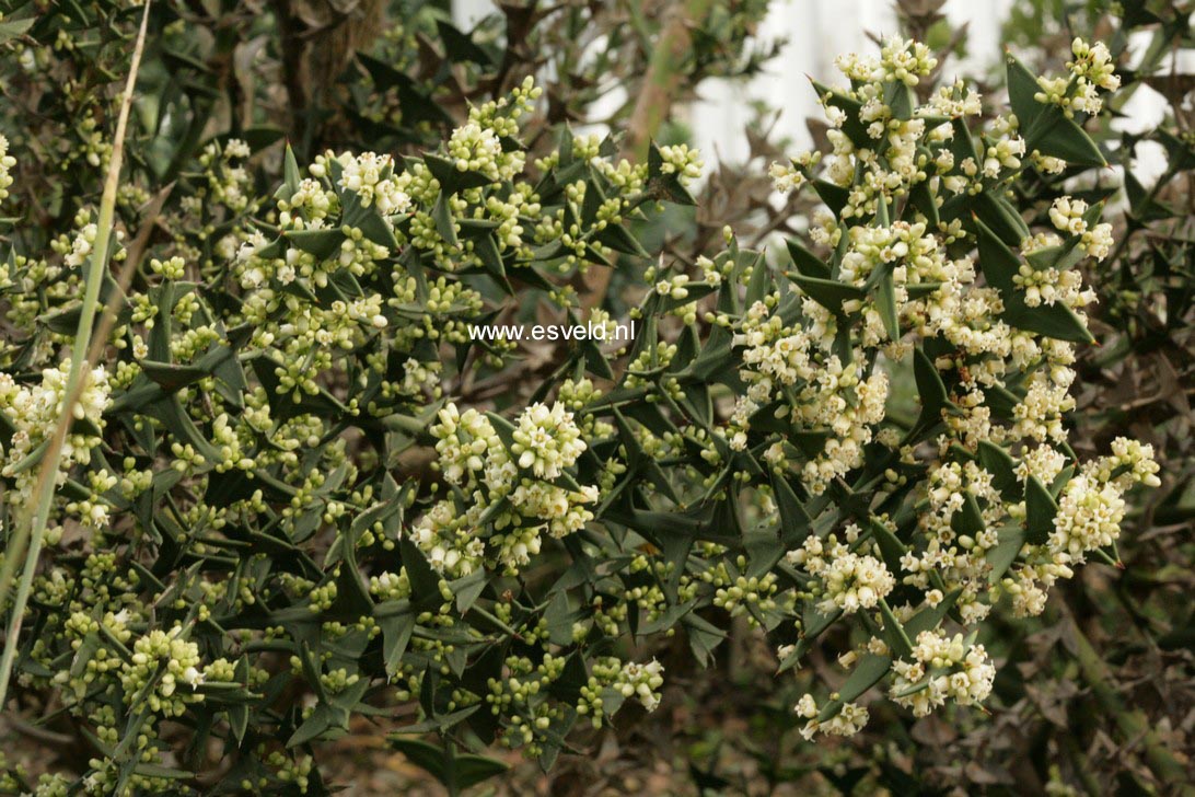 Colletia paradoxa