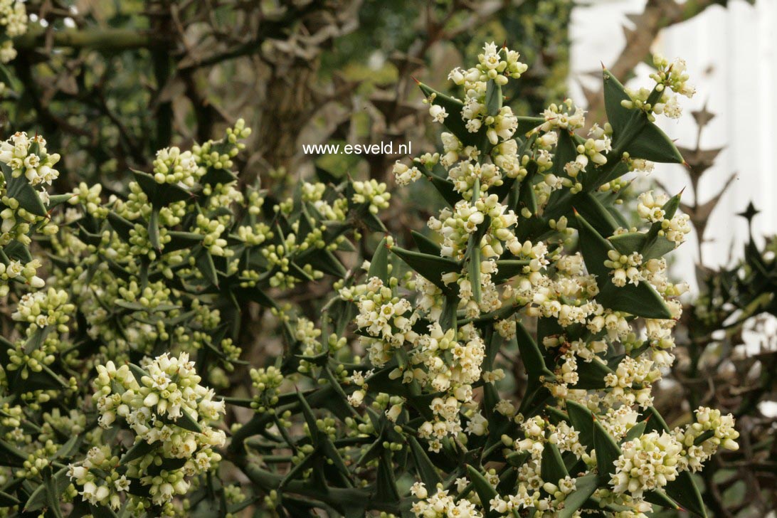 Colletia paradoxa