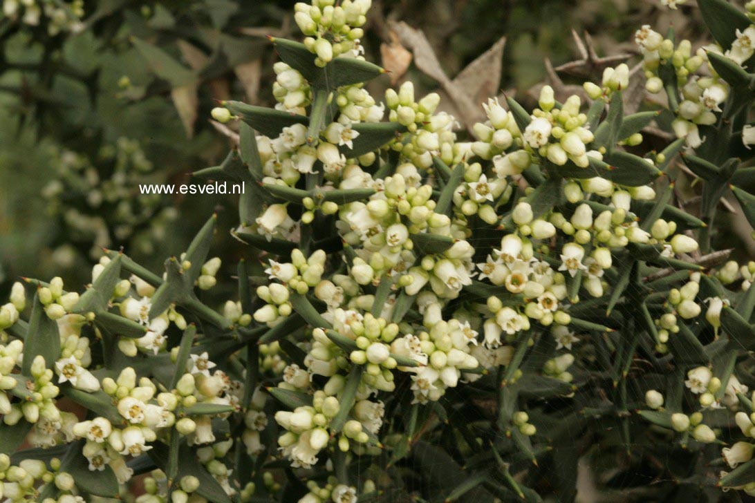 Colletia paradoxa