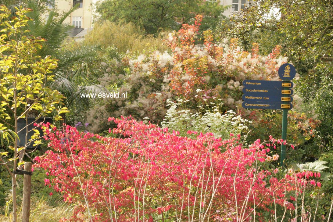 Euonymus alatus