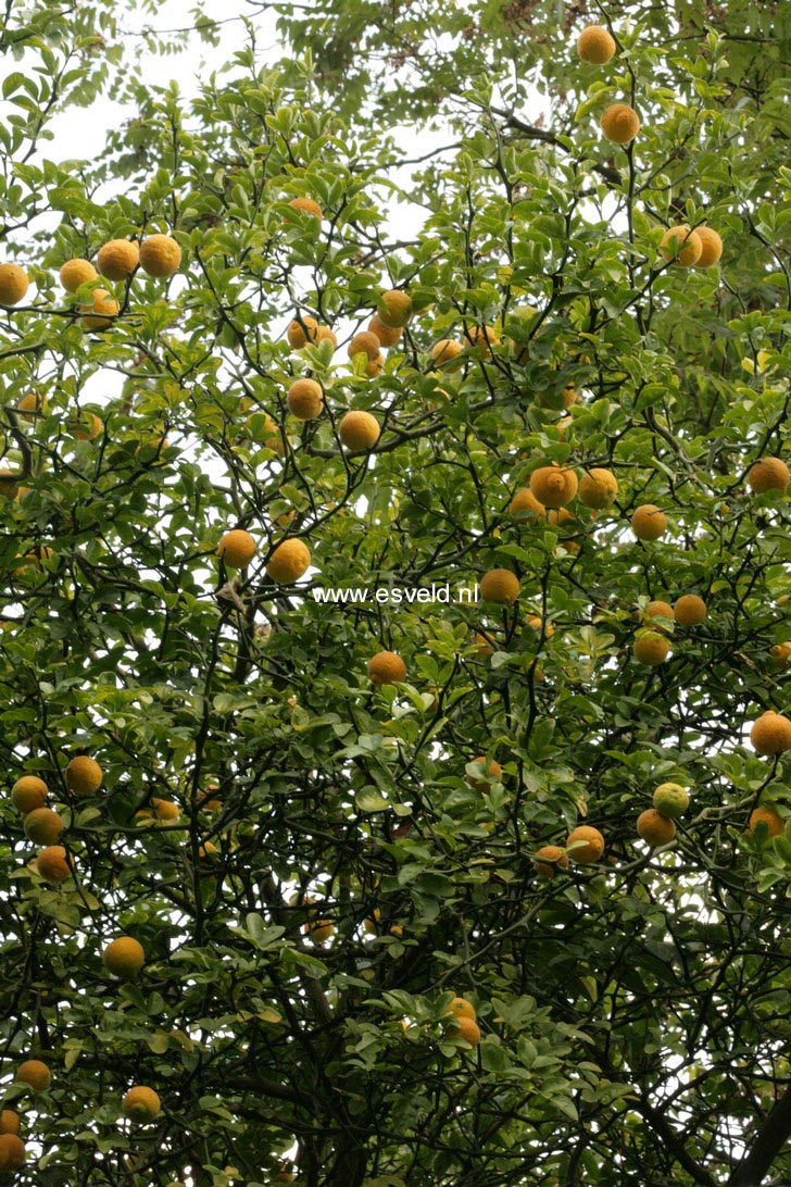 Poncirus trifoliata