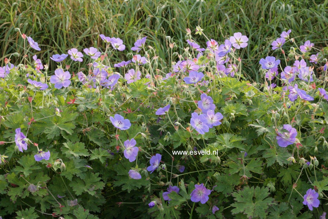 Geranium 'Rozanne'