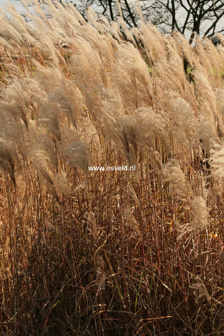 Miscanthus sinensis 'Malepartus'