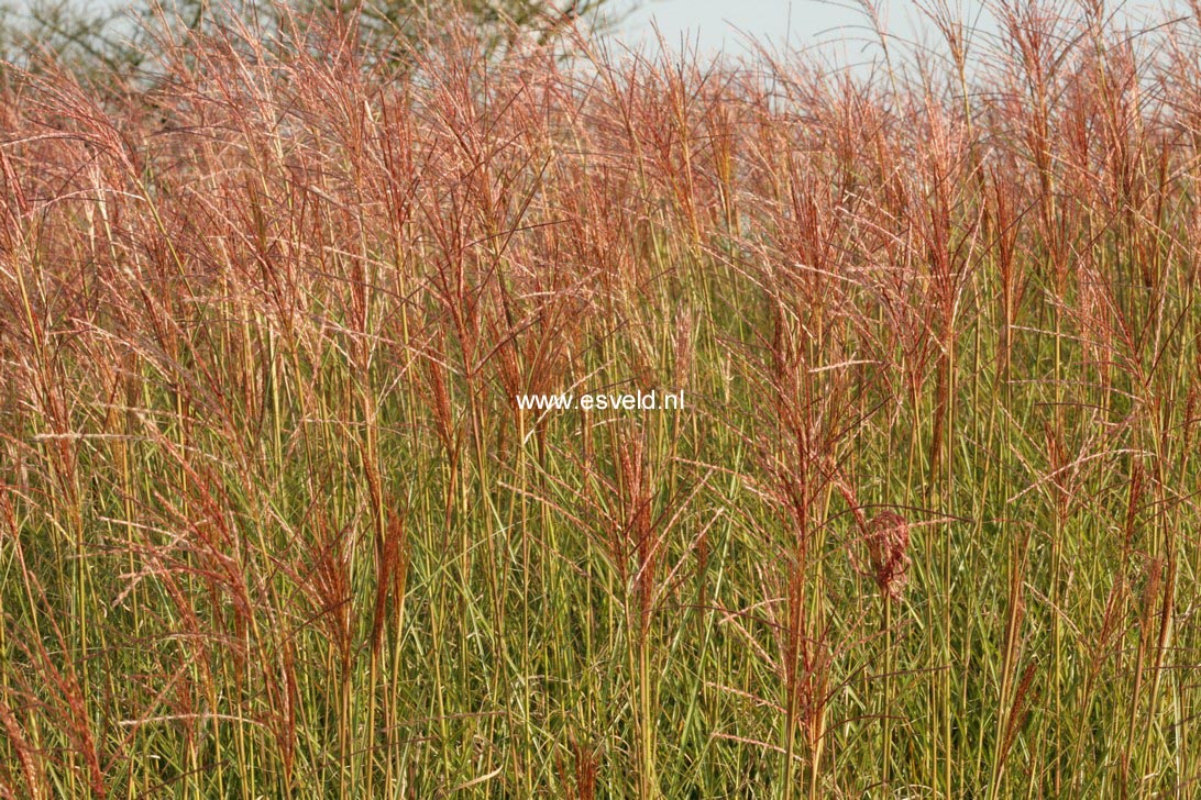 Miscanthus sinensis 'Gracillimus'