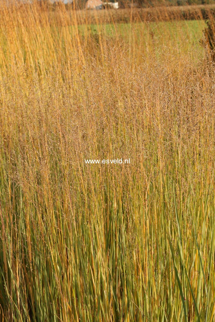 Panicum virgatum 'Heavy Metal'