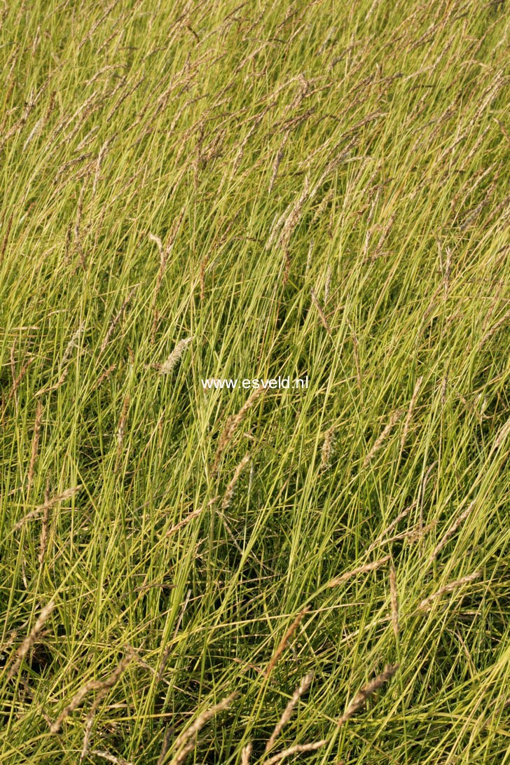 Sesleria autumnalis
