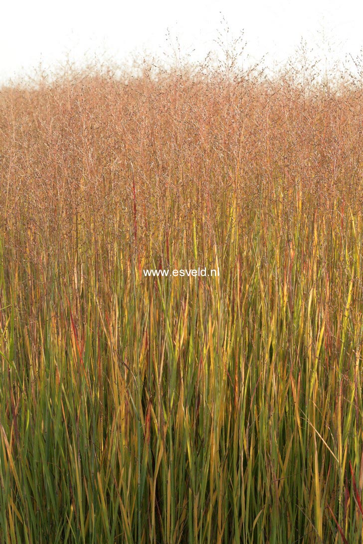 Panicum virgatum 'Heiliger Hain'