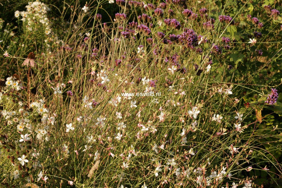 Gaura lindheimeri 'Whirling Butterflies'