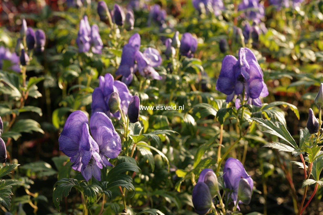 Aconitum carmichaelii 'Arendsii'