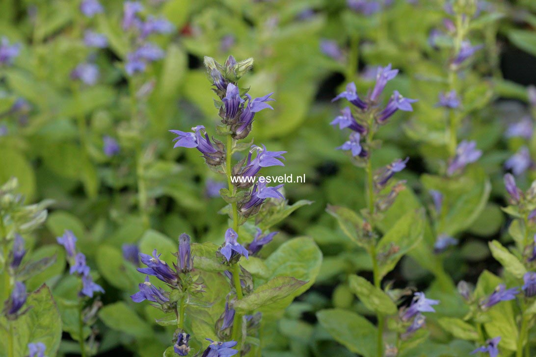 Lobelia siphilitica