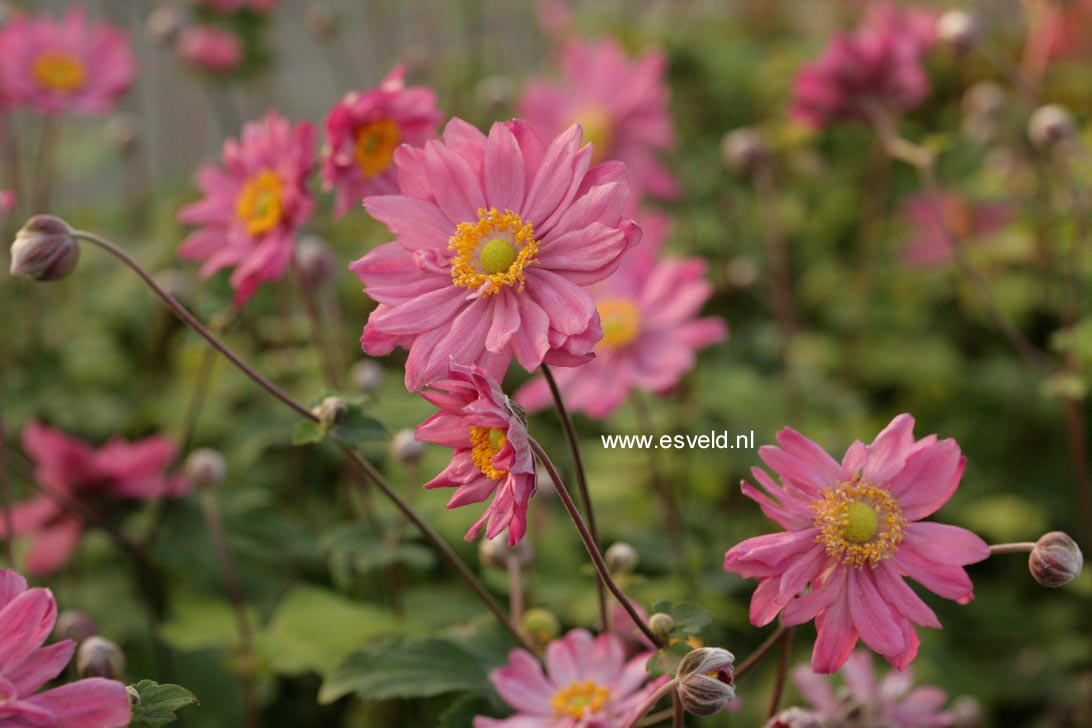 Anemone hybrida 'Pamina'