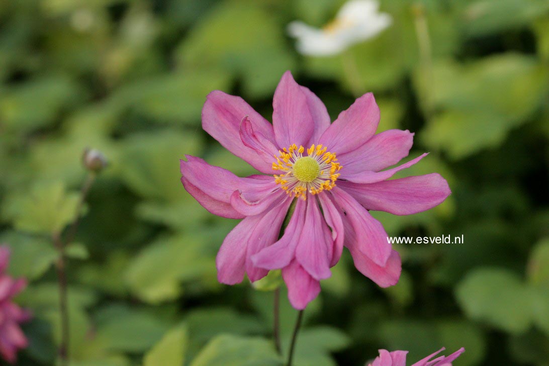 Anemone hybrida 'Bressingham Glow'