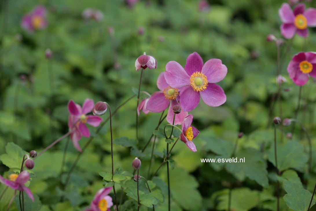 Anemone hupehensis 'Splendens'