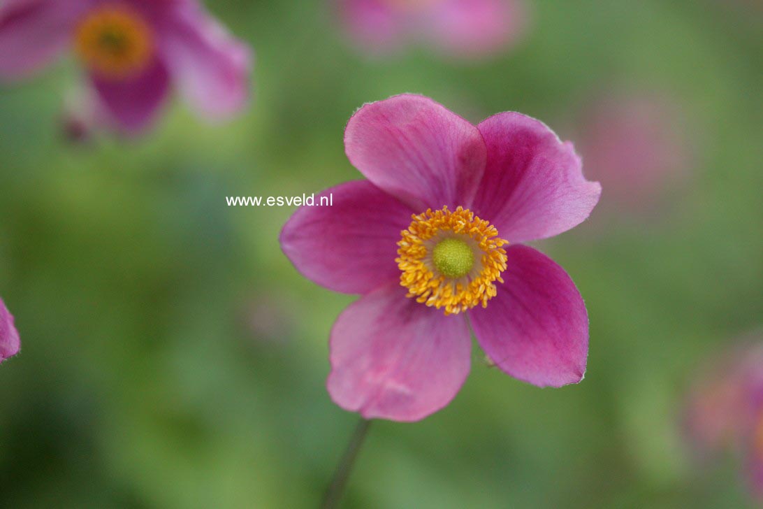 Anemone hupehensis 'Splendens'