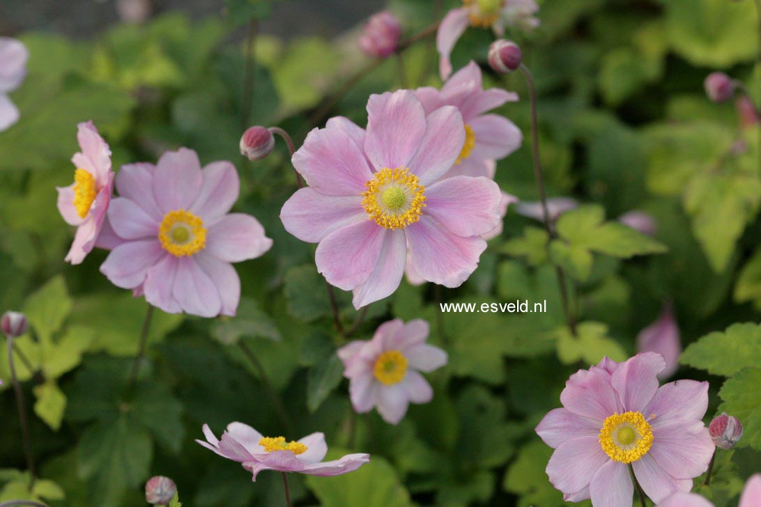 Anemone hybrida 'Serenade'