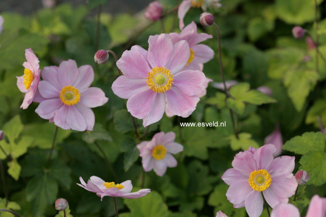 Anemone hybrida 'Serenade'