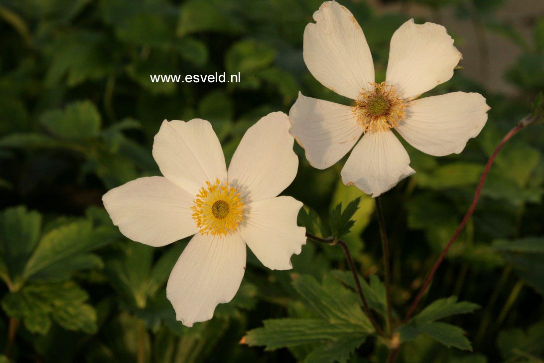 Anemone japonica 'Wild Swan'