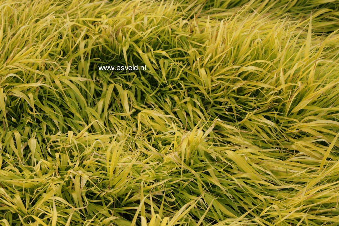 Hakonechloa macra 'All Gold'