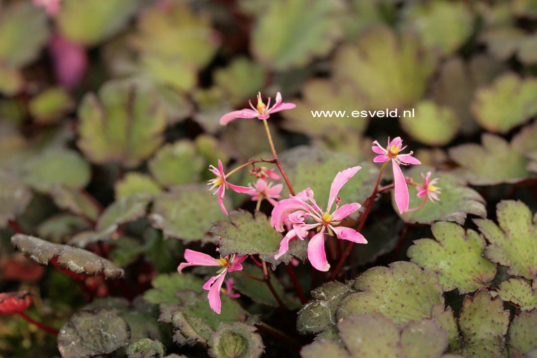 Saxifraga cortusifolia 'Black Ruby'