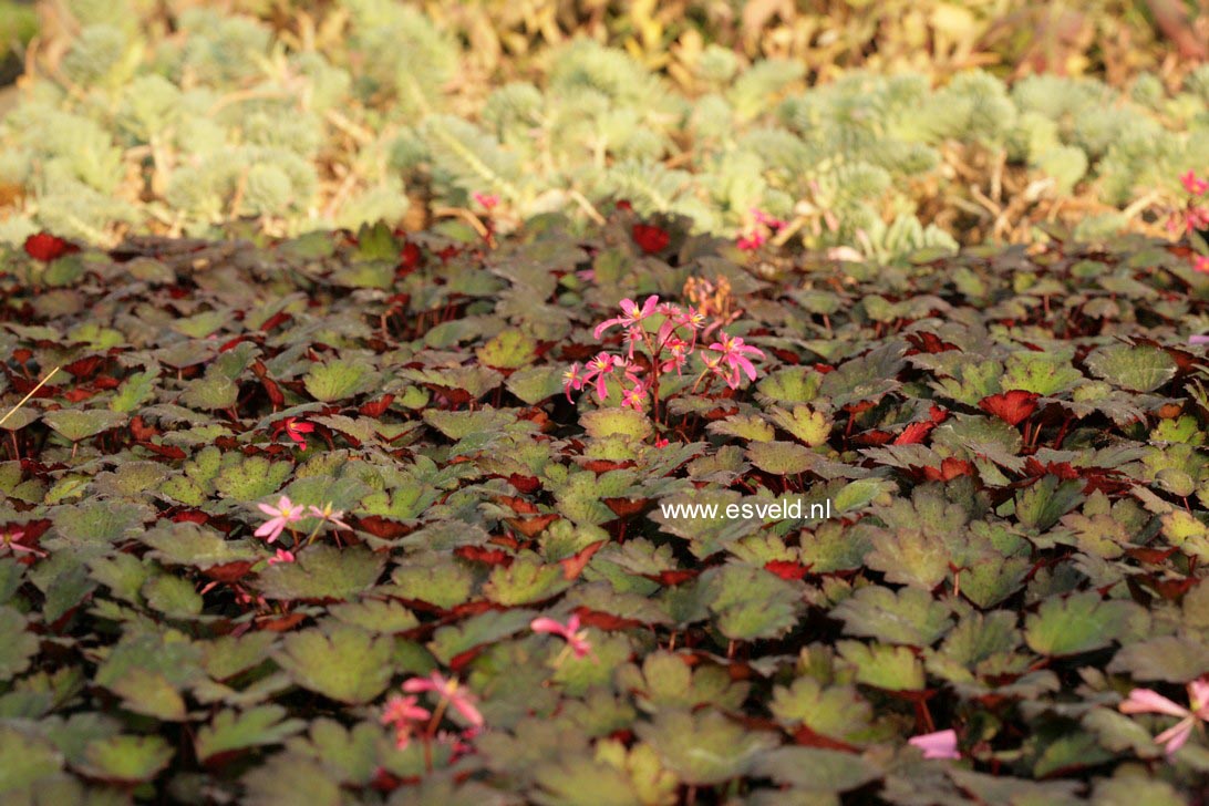 Saxifraga cortusifolia 'Black Ruby'