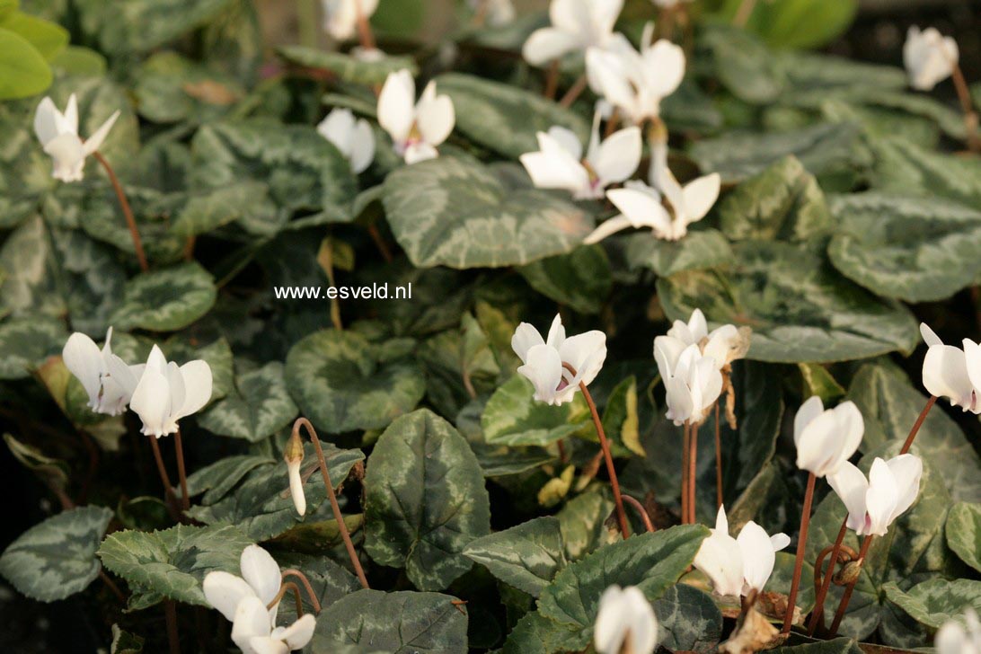Cyclamen hederifolium 'Album'