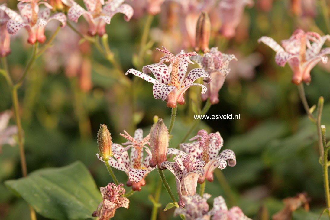 Tricyrtis hirta