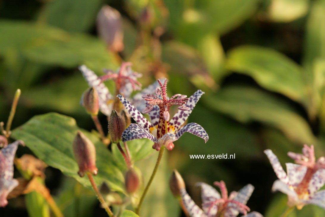 Tricyrtis hirta 'Miyazaki'