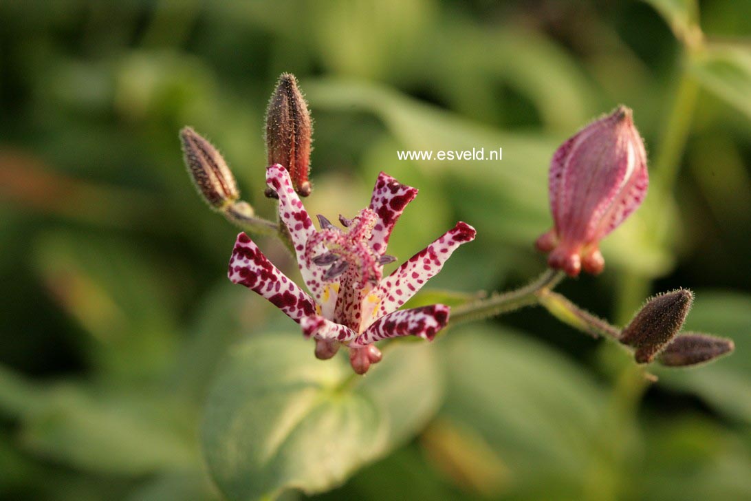 Tricyrtis formosana 'Dark Beauty'