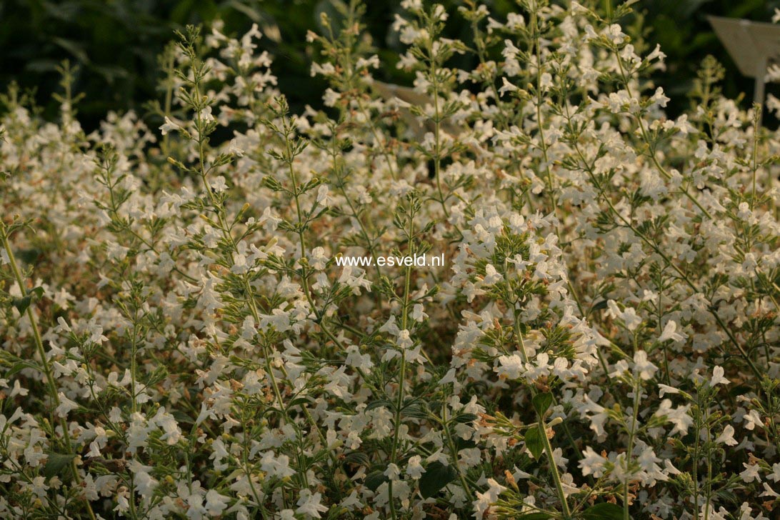 Calamintha nepeta 'White Cloud'