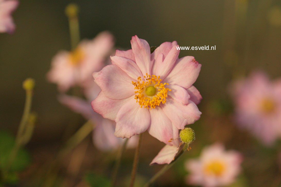 Anemone hybrida 'Koenigin Charlotte'