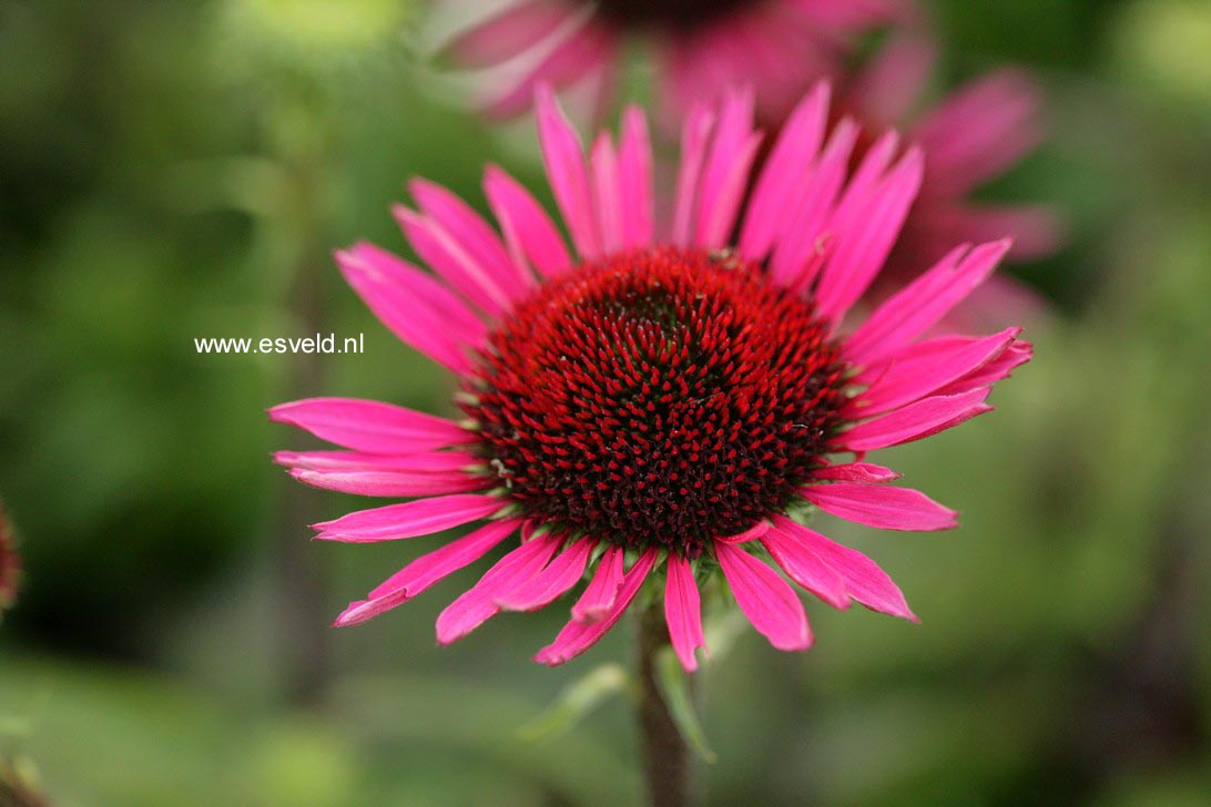 Echinacea purpurea 'Vintage Wine'