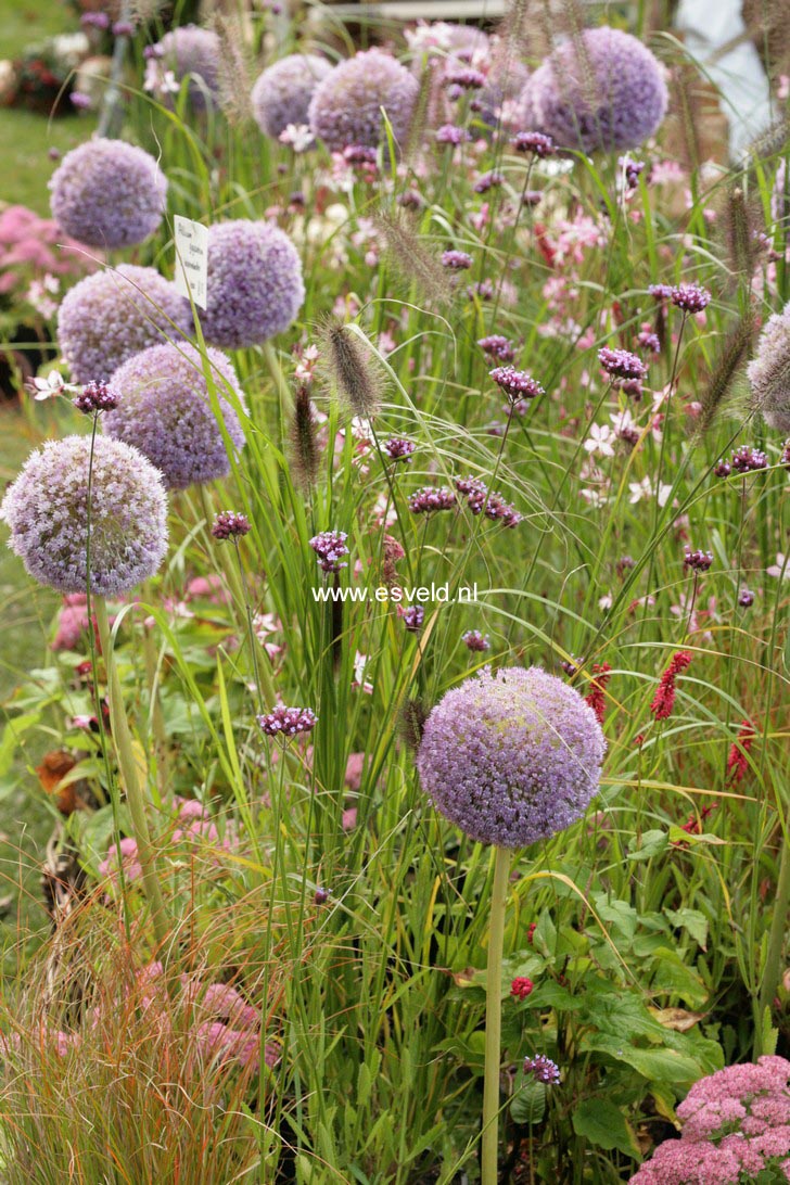 Allium giganteum