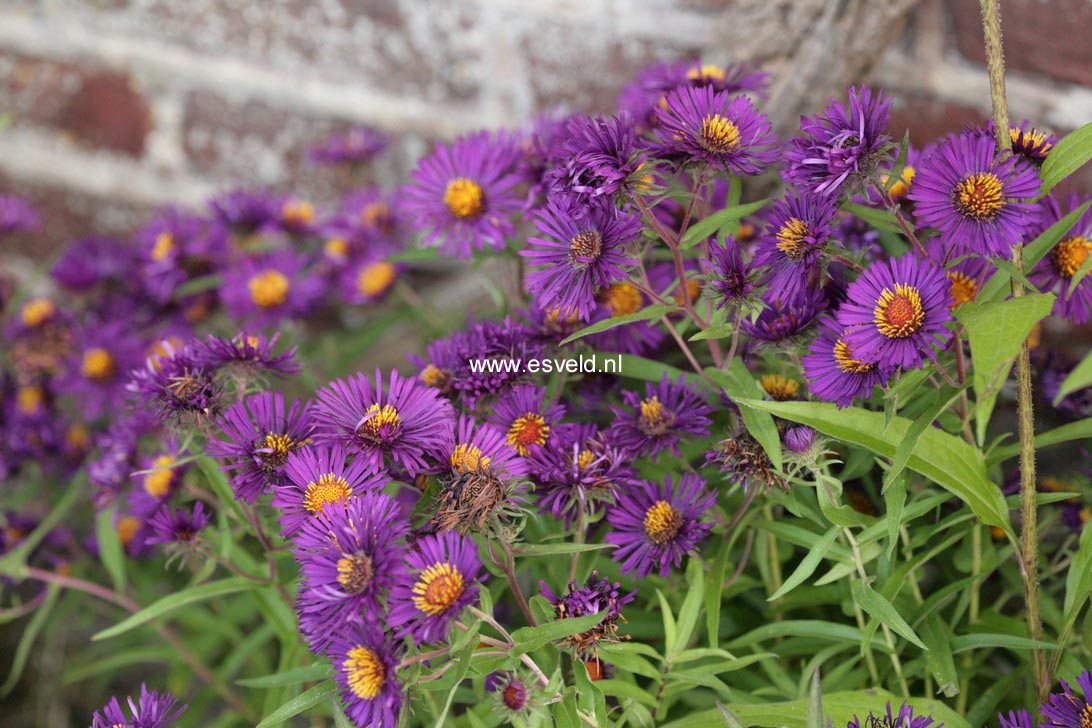 Aster novae-angliae 'Violetta'