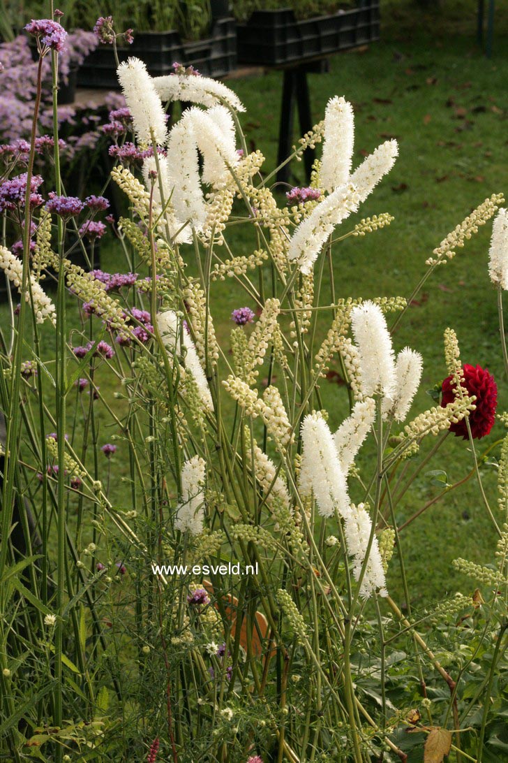 Actaea simplex 'White Pearl'