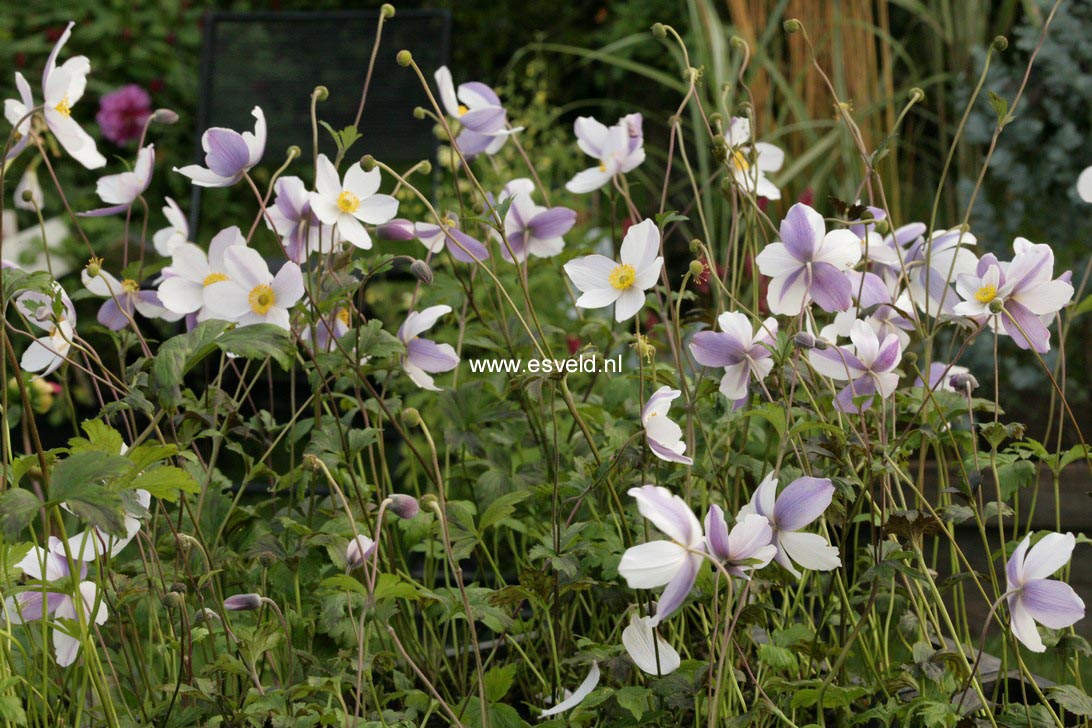 Anemone japonica 'Wild Swan'