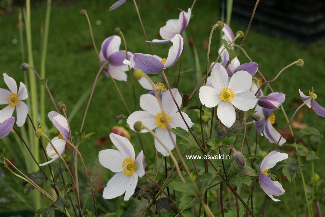 Anemone japonica 'Wild Swan'